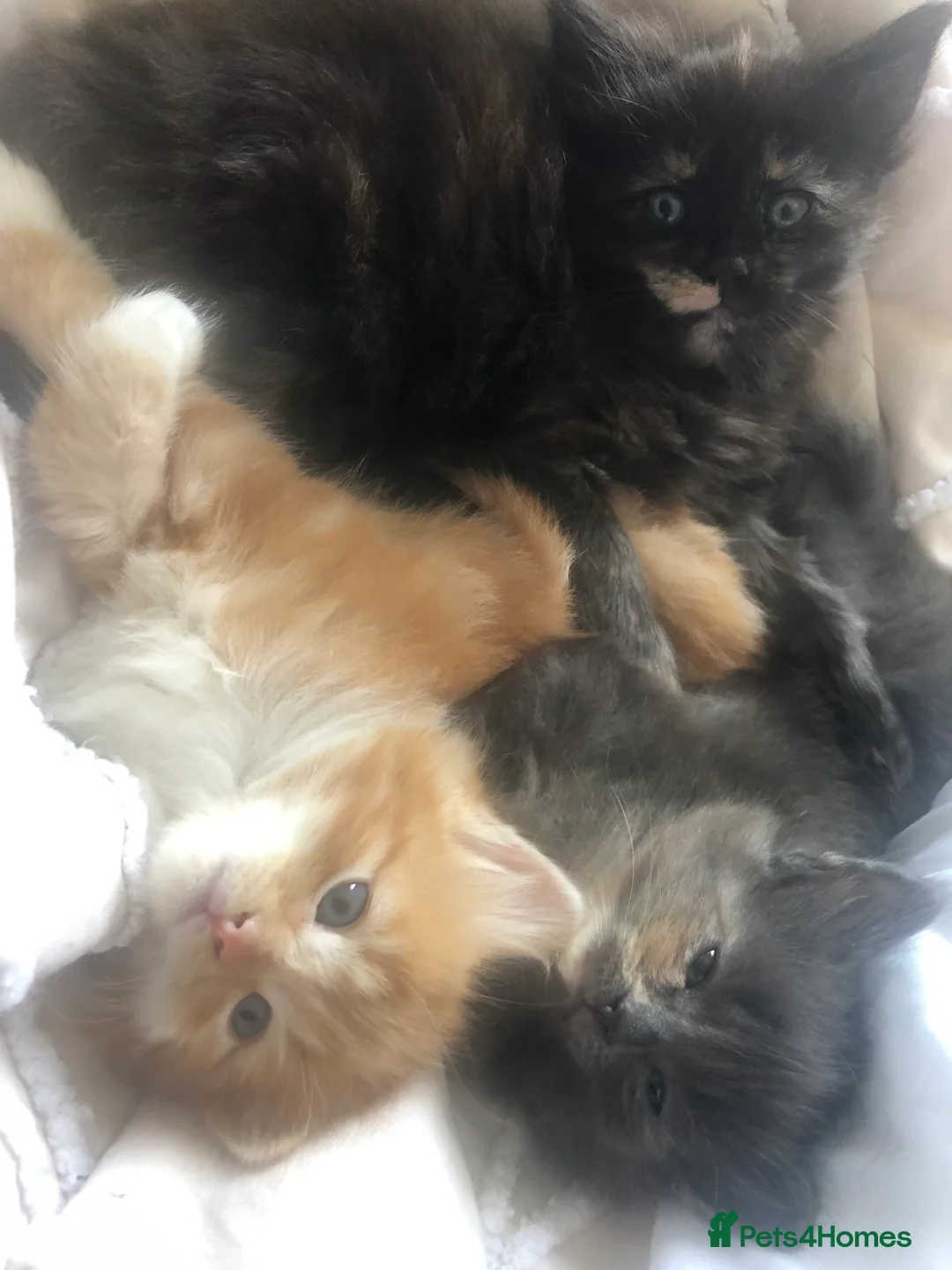 Ragdoll cats for sale: Rag doll x  - Advert 14