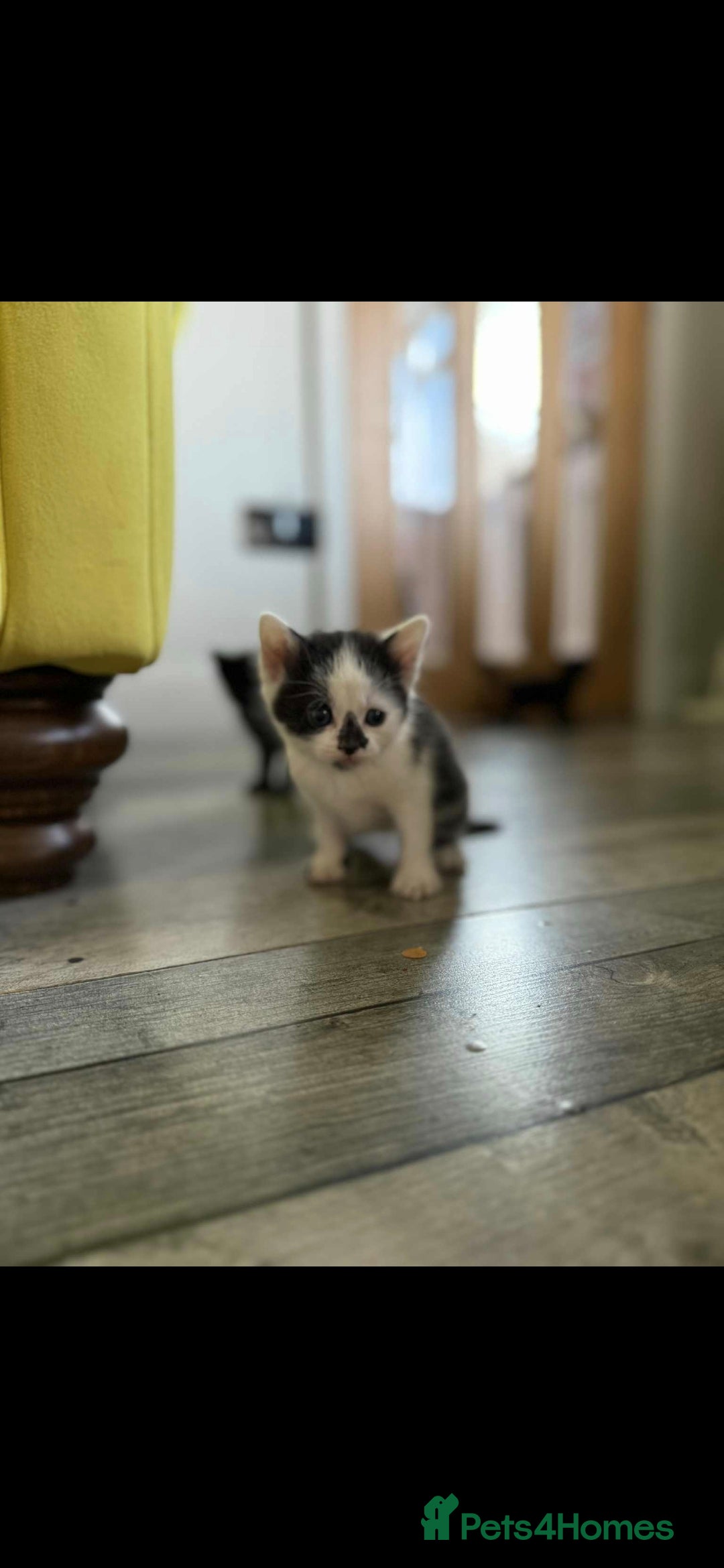 Mixed Breed cats for sale: 4 x Beaitiful Kittens READY NOW - Image 11