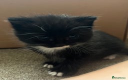 Mixed Breed cats for sale: 6 beautiful kittens for sale  - Image 4