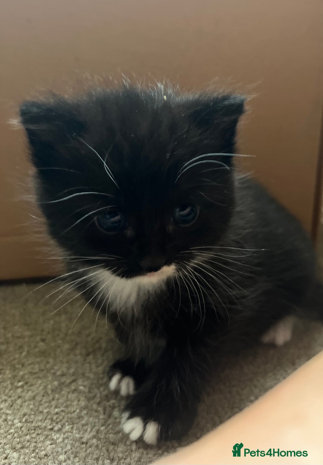 Mixed Breed cats for sale: 6 beautiful kittens for sale  - Image 4