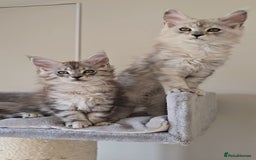 Maine Coon cats for sale: Maine Coon kittens  - Image 7