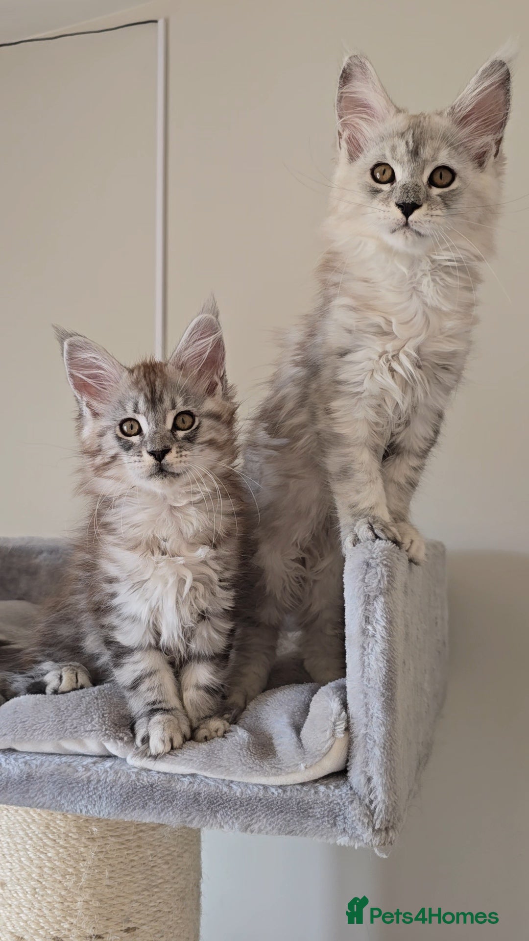 Maine Coon cats for sale: Maine Coon kittens  - Image 7