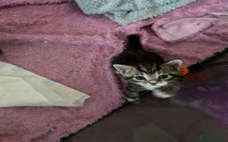 Domestic Shorthair cats for sale: Domestic beautiful kittens  - Image 15