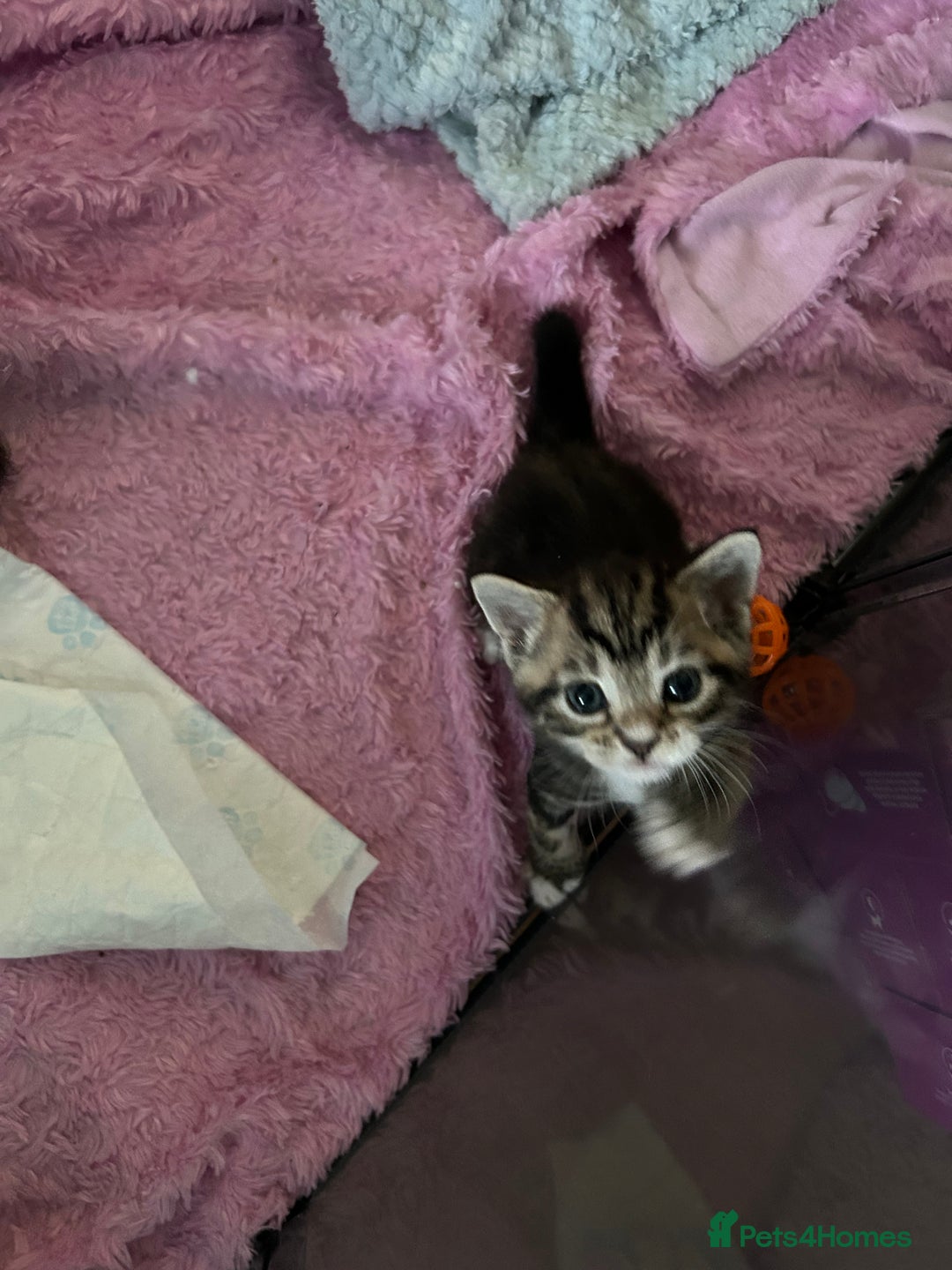 Domestic Shorthair cats for sale: Domestic beautiful kittens  - Image 15