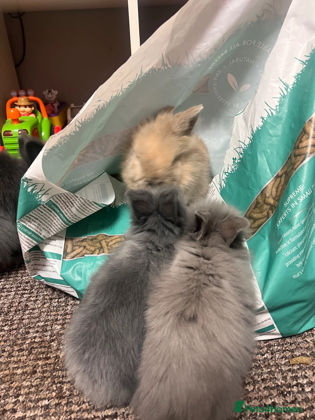 Lionhead rabbits for sale: Double Lionhead baby rabbits  - Advert 1