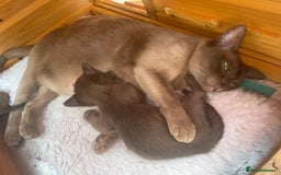 Burmese cats for sale: Lovely Burmese neutered kitten .GCCF registered. - Image 1