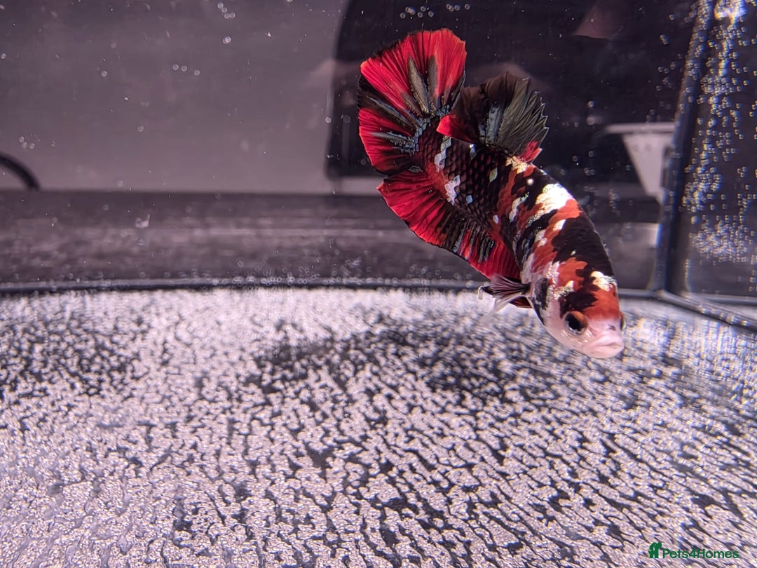 Bettas fish for sale: Betta shipment list for wednesday !!! ⬇️  - Advert 6