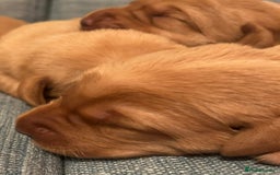 Labrador Retriever dogs for sale: Fox Red, Health Tested, KC Reg Lab Puppies - Advert 15