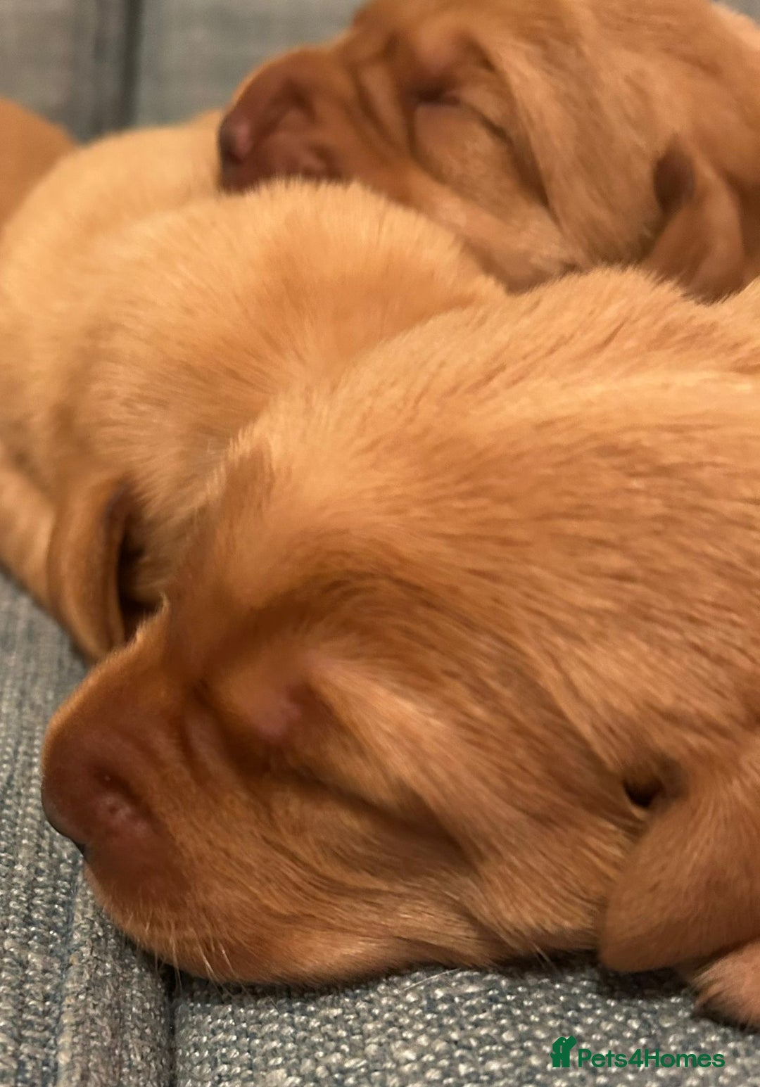 Labrador Retriever dogs for sale: Fox Red, Health Tested, KC Reg Lab Puppies - Advert 15