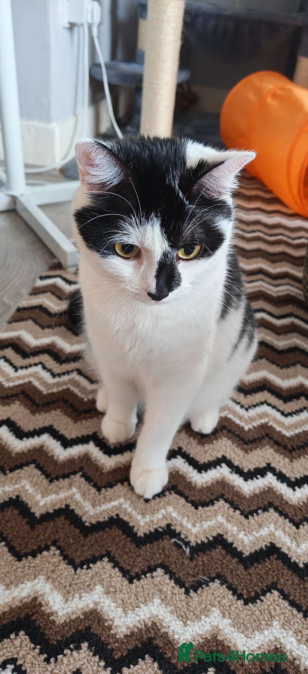 Domestic Shorthair cats for sale: Cat looking for new home - Image 4