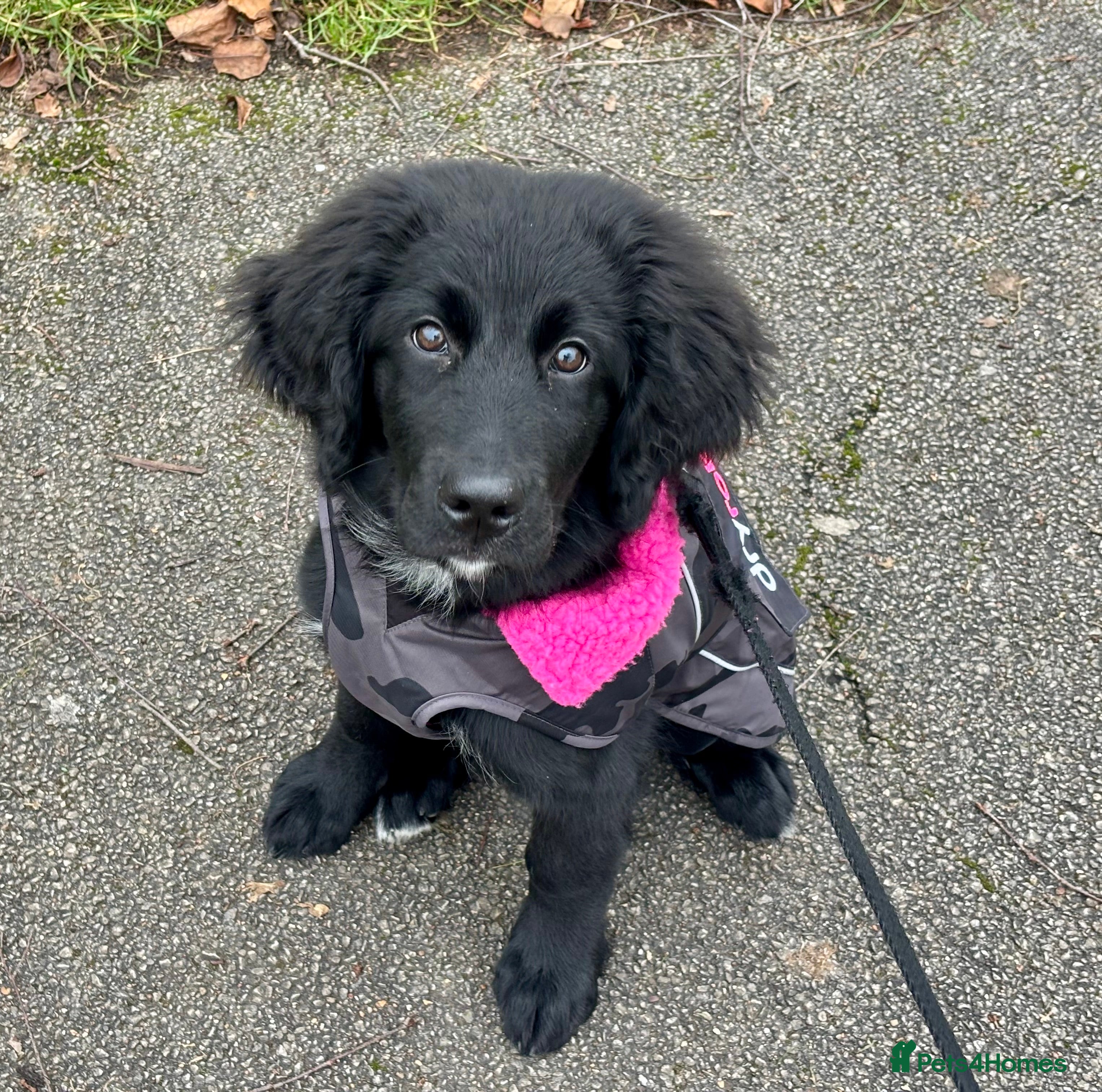 Bernedoodle dogs 4 month old Bernedoodle - Advert 3