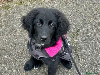 Bernedoodle dogs 4 month old Bernedoodle - Advert 3