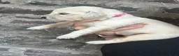 Golden Retriever dogs for sale: Stunning Cream, KC reg, health tested Puppies - Advert 4