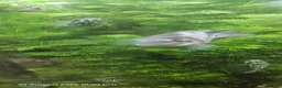 Cichlids fish for sale: Polar blue parrot chiclids  - Advert 9