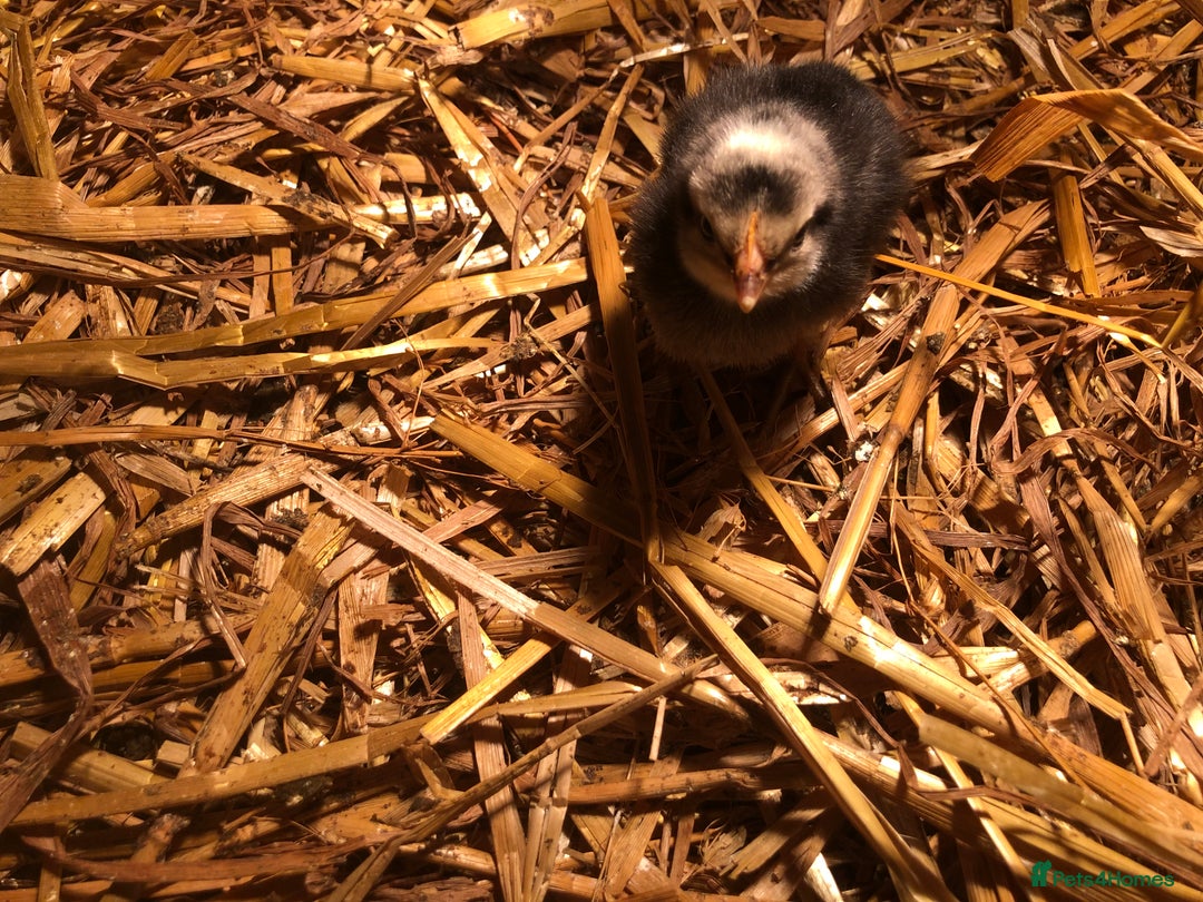 Chickens poultry for sale: Sexed pullet chicks. Blue, brown, white layer  - Advert 6