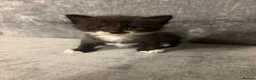 Mixed Breed cats for sale: Beautiful Kittens For Sale - Advert 15