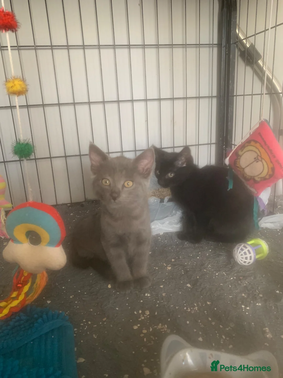 Mixed Breed cats for sale: Adorable kittens  - Advert 6
