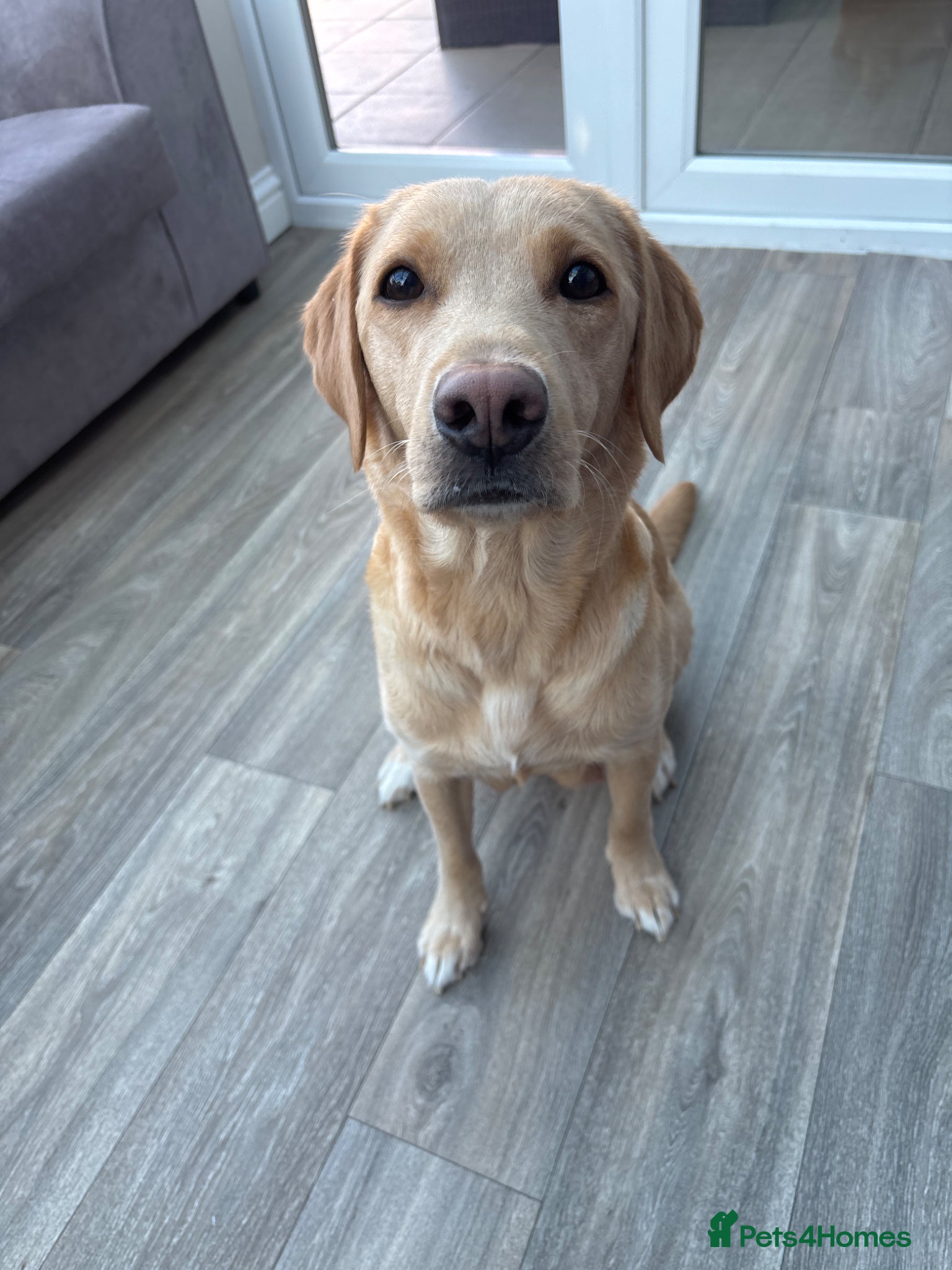 Labrador Retriever dogs Pedigree & KC registered black Labrador puppies  - Advert 1