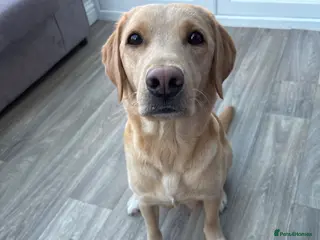 Labrador Retriever dogs Pedigree & KC registered black Labrador puppies - Advert 1