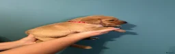Labrador Retriever dogs for sale: Labrador puppies  - Advert 5
