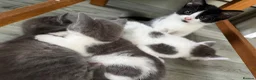Mixed Breed cats for sale: 4 little beauties - Advert 2