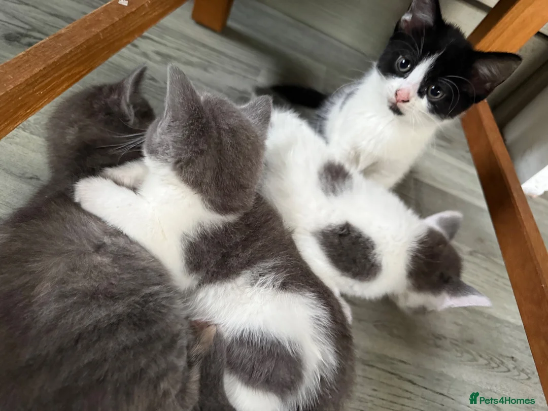 Mixed Breed cats for sale: 4 little beauties - Advert 2