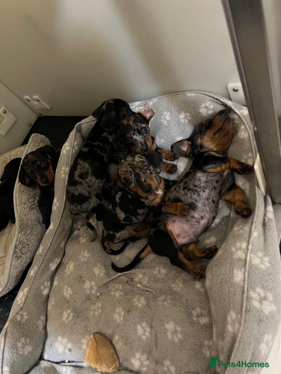 Miniature Dachshund dogs for sale: Miniature Dachshund KC ready now  - Image 2