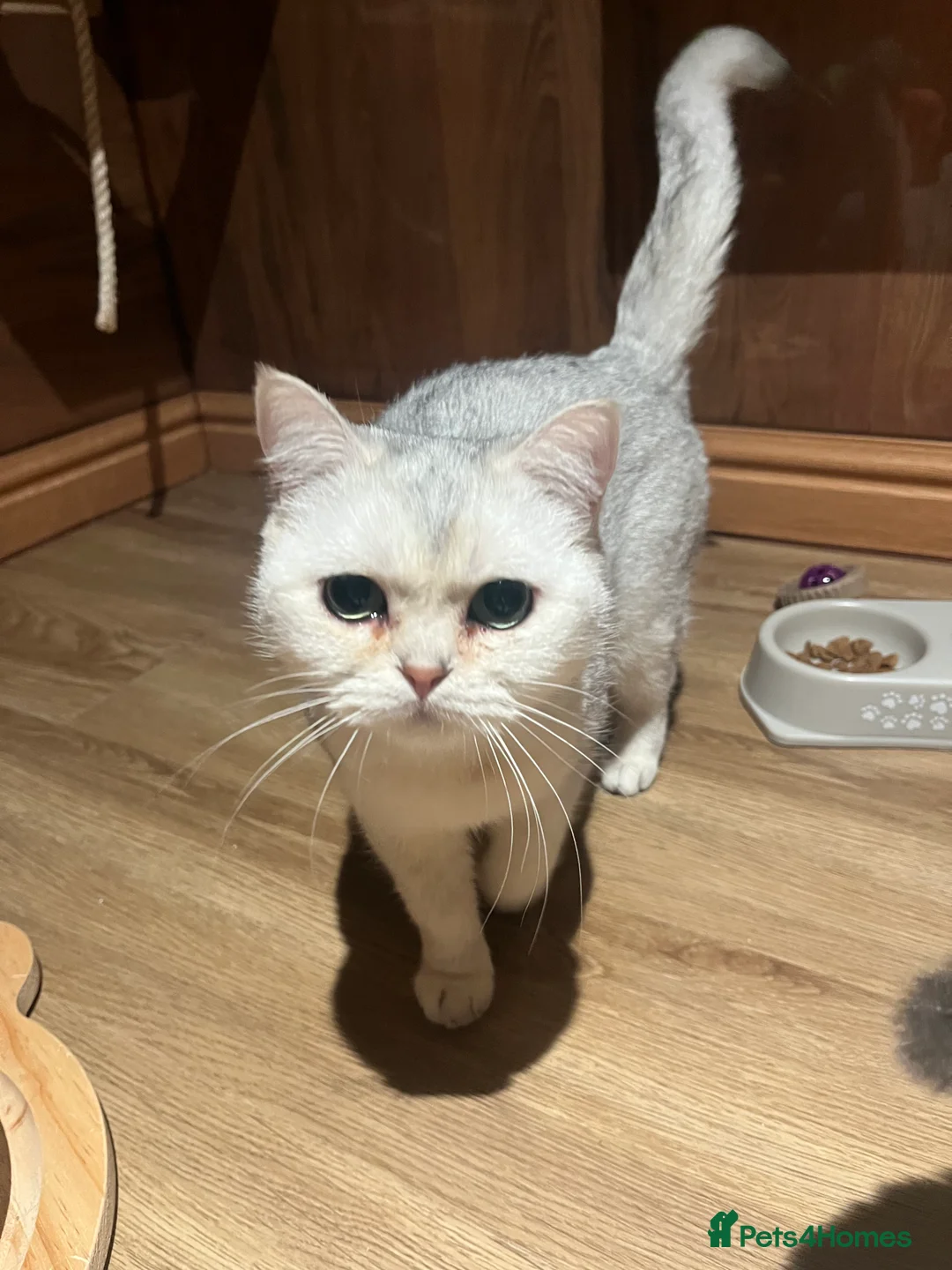 British Shorthair cats for sale: Beautiful Silver Tipped British Shorthair - Advert 5