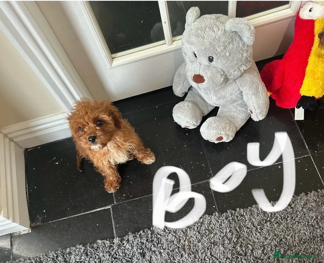 Cavapoo dogs for sale:  F1 Cavapoo,puppies available to leave now - Advert 25