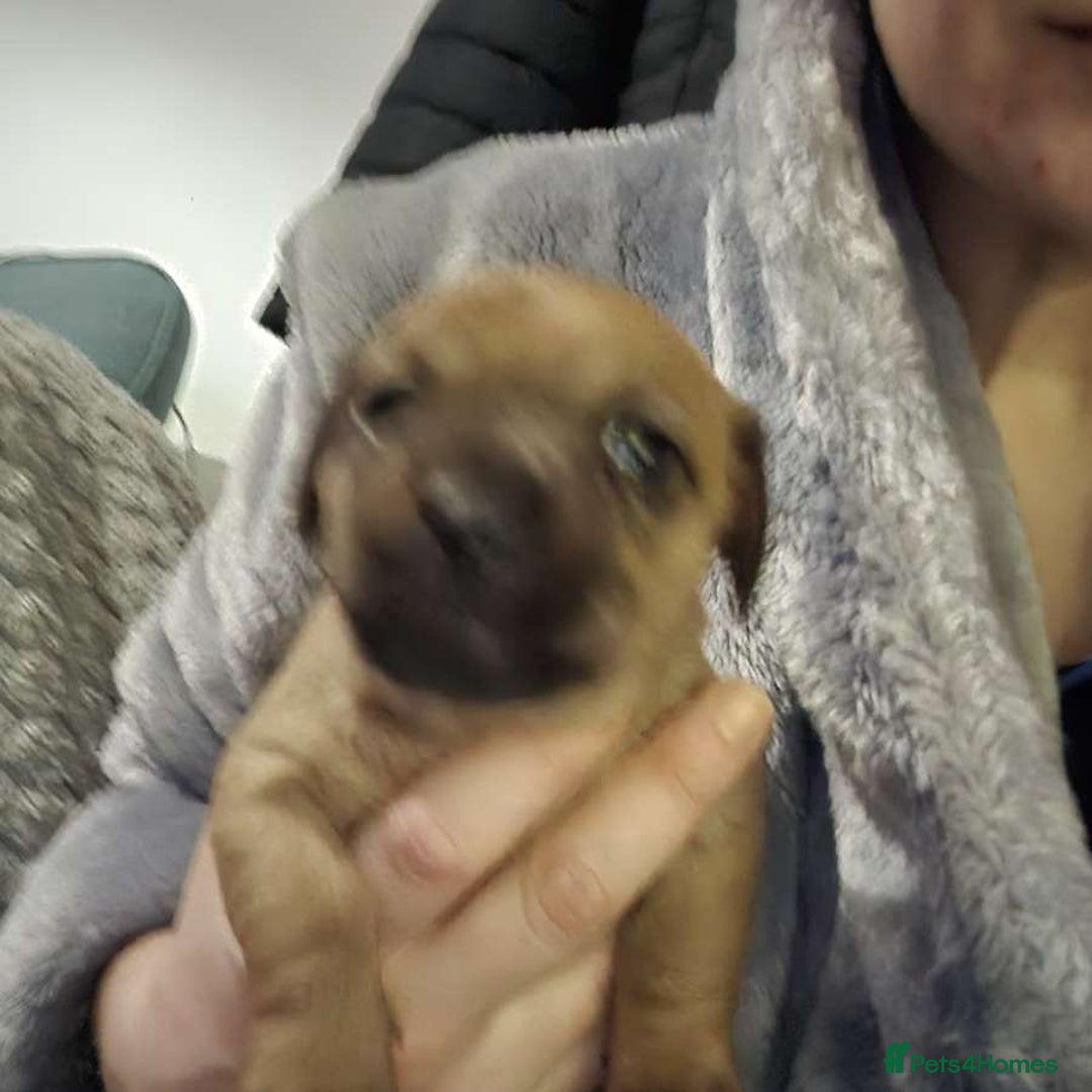 Mixed Breed dogs for sale: Adorable Frenchie Chiweenie Puppies - Advert 8