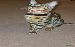 Bengal cats for sale:  🌟 Stunning Bengal Kittens  🌟 🥰🥰 - Image 9