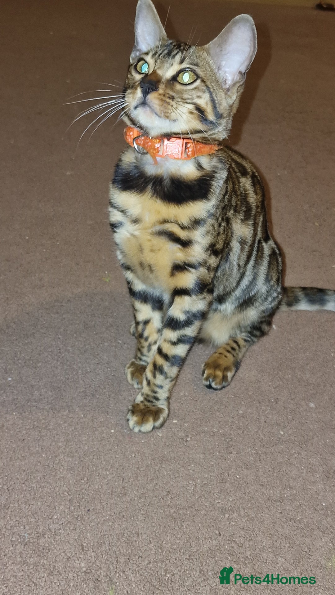 Bengal cats for sale:  🌟 Stunning Bengal Kittens  🌟 🥰🥰 - Image 9