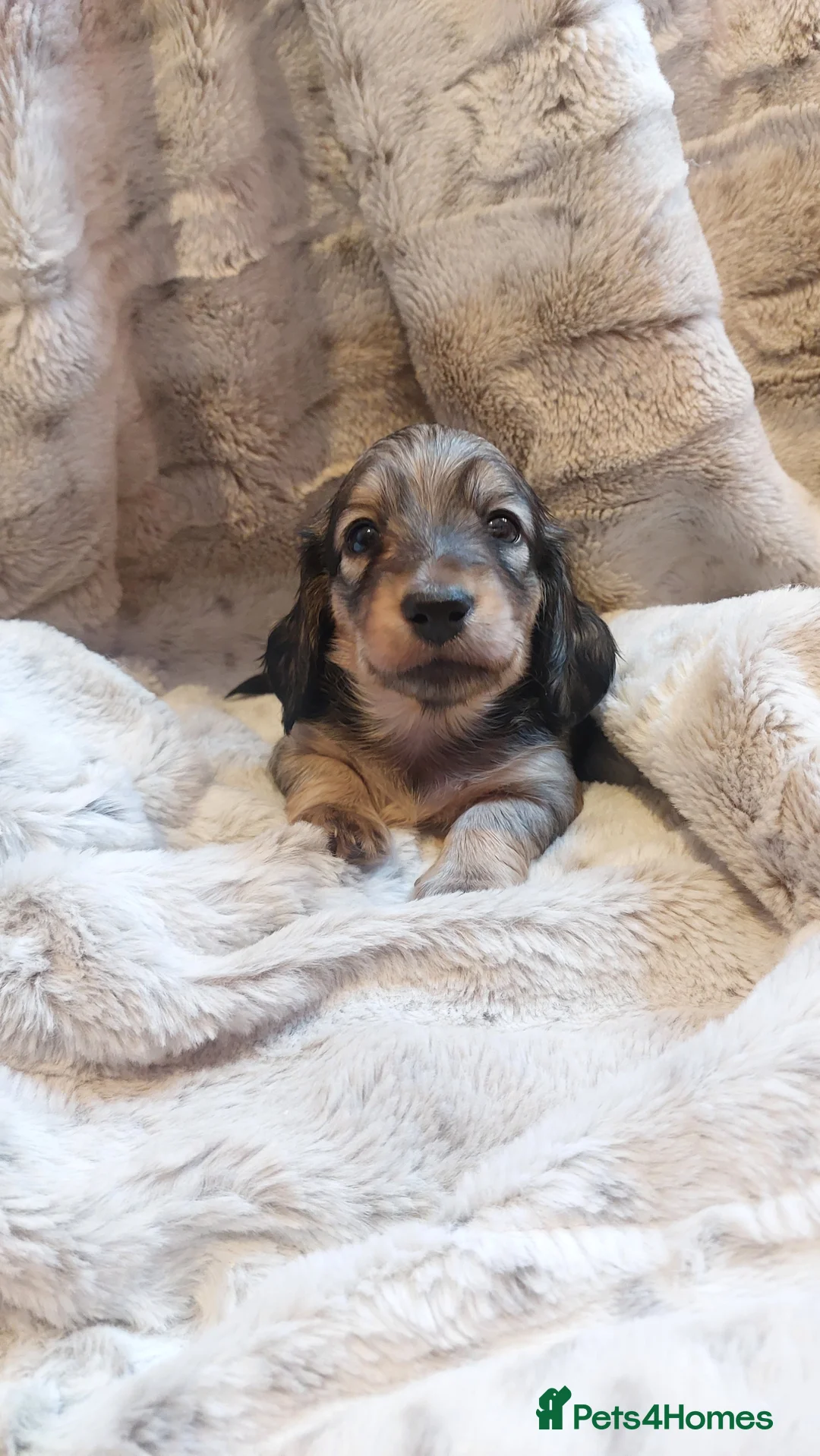 Miniature Dachshund dogs for sale: Long haired miniature dachshund puppies KC REG - Advert 2