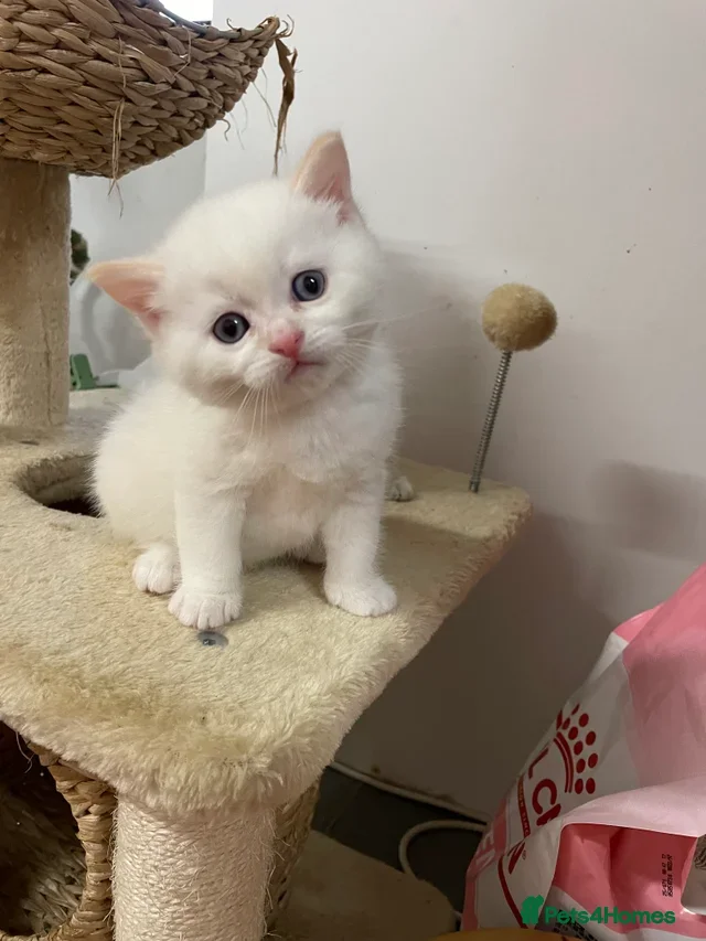 British Shorthair cats Adorable BSH kittens - Advert 1