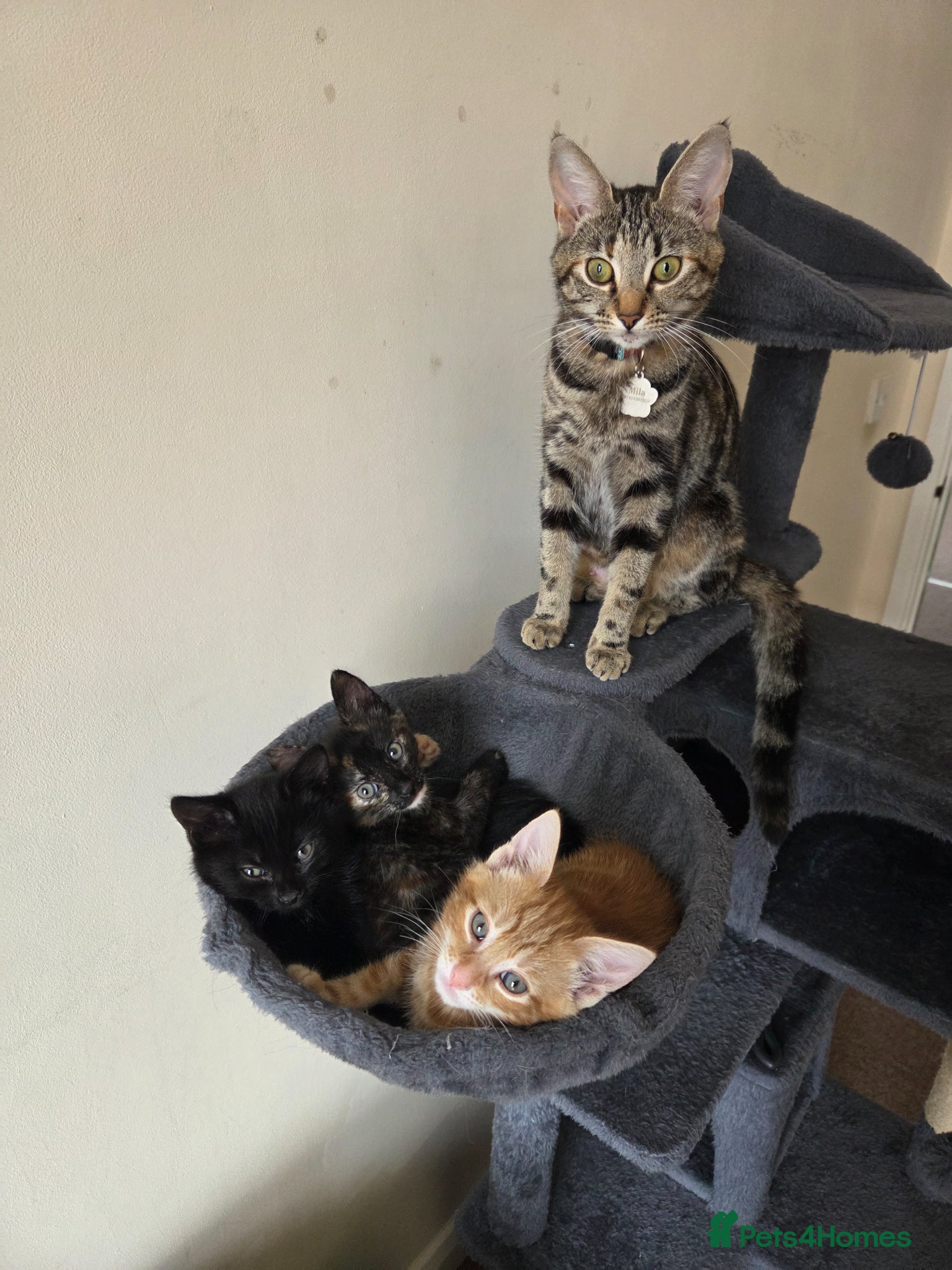 Mixed Breed cats Beautiful kittens ready for forever home - Advert 1