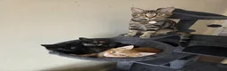 Mixed Breed cats for sale: Beautiful kittens ready for forever home - Advert 1