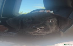 Mixed Breed dogs for sale: Puppy for sale - Image 1