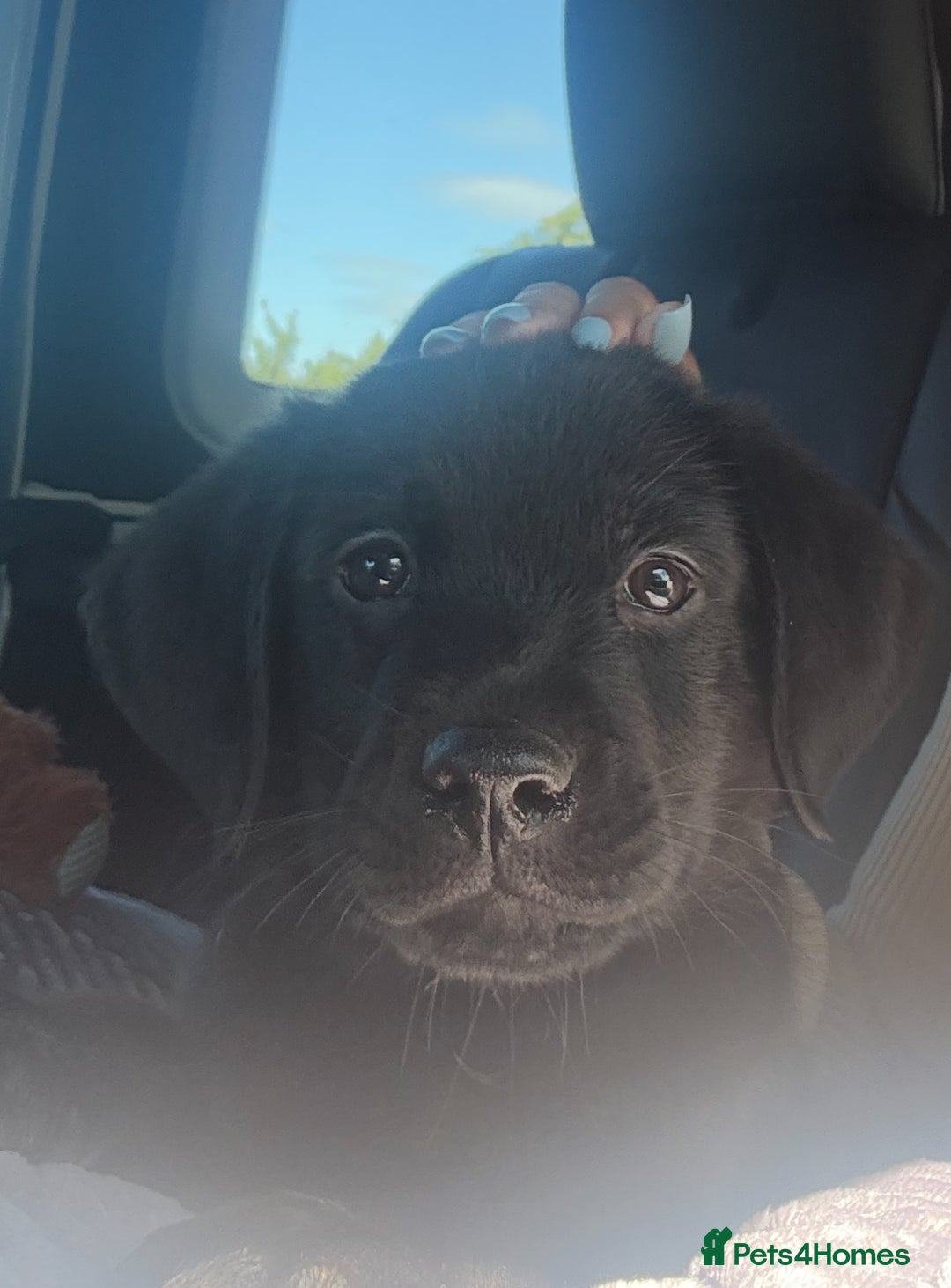 Mixed Breed dogs for sale: Puppy for sale - Image 1