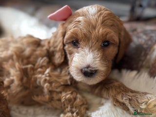 Australian Labradoodle dogs for sale - Advert 1