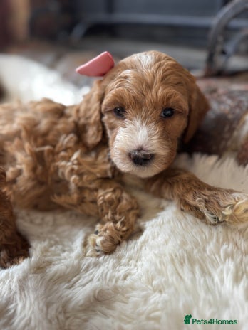 Australian Labradoodle dogs - Advert 1