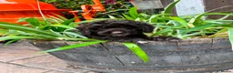 Cockapoo dogs for sale: Beautiful litter of cockapoos available to leave  - Advert 8