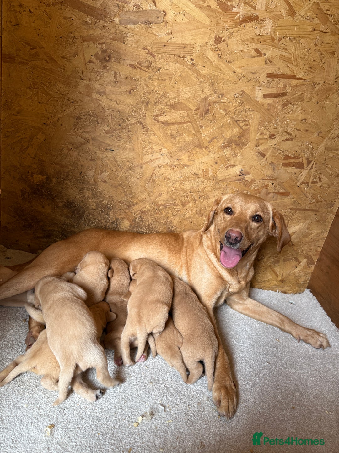 Labrador Retriever dogs for sale: Stunning kc registerd fox Red / Golders labradors  - Image 4
