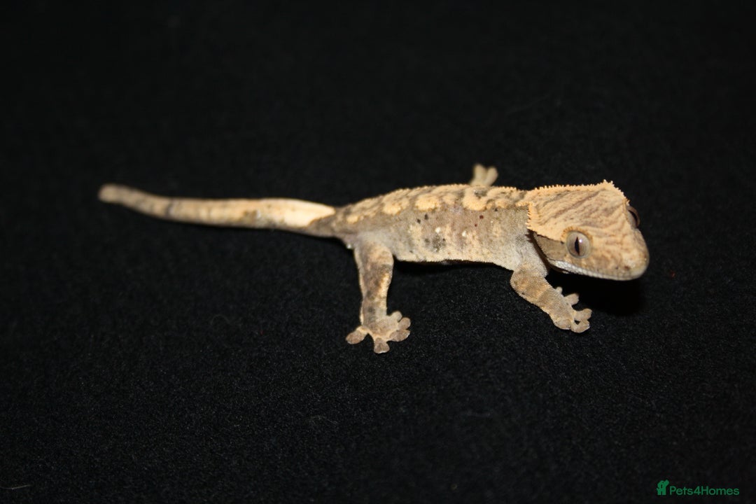 Gecko reptiles for sale: Crested geckos - Image 10