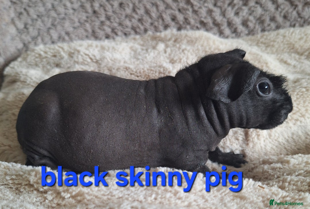 Guinea Pig rodents for sale: Bonded skinny/werewolf guinea pigs  - Image 4