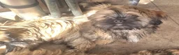 Shih Tzu dogs for sale: Pupies for sold. - Advert 19