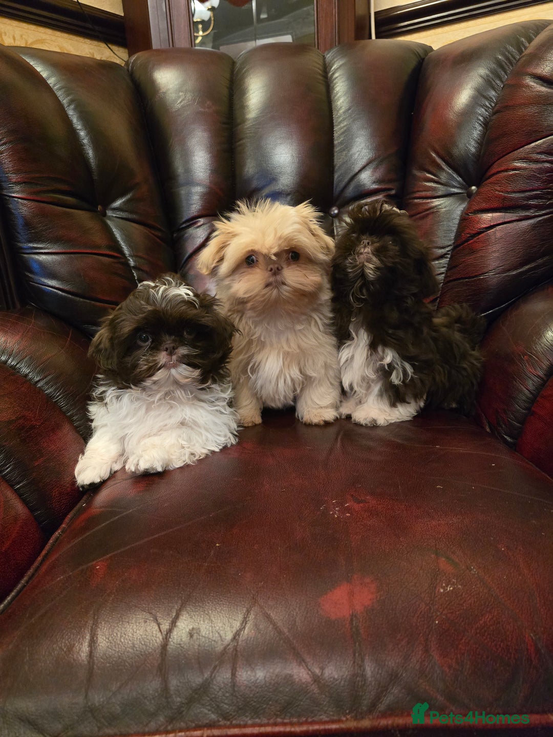 Shih Tzu dogs for sale: Stunning shih tzu - Advert 2