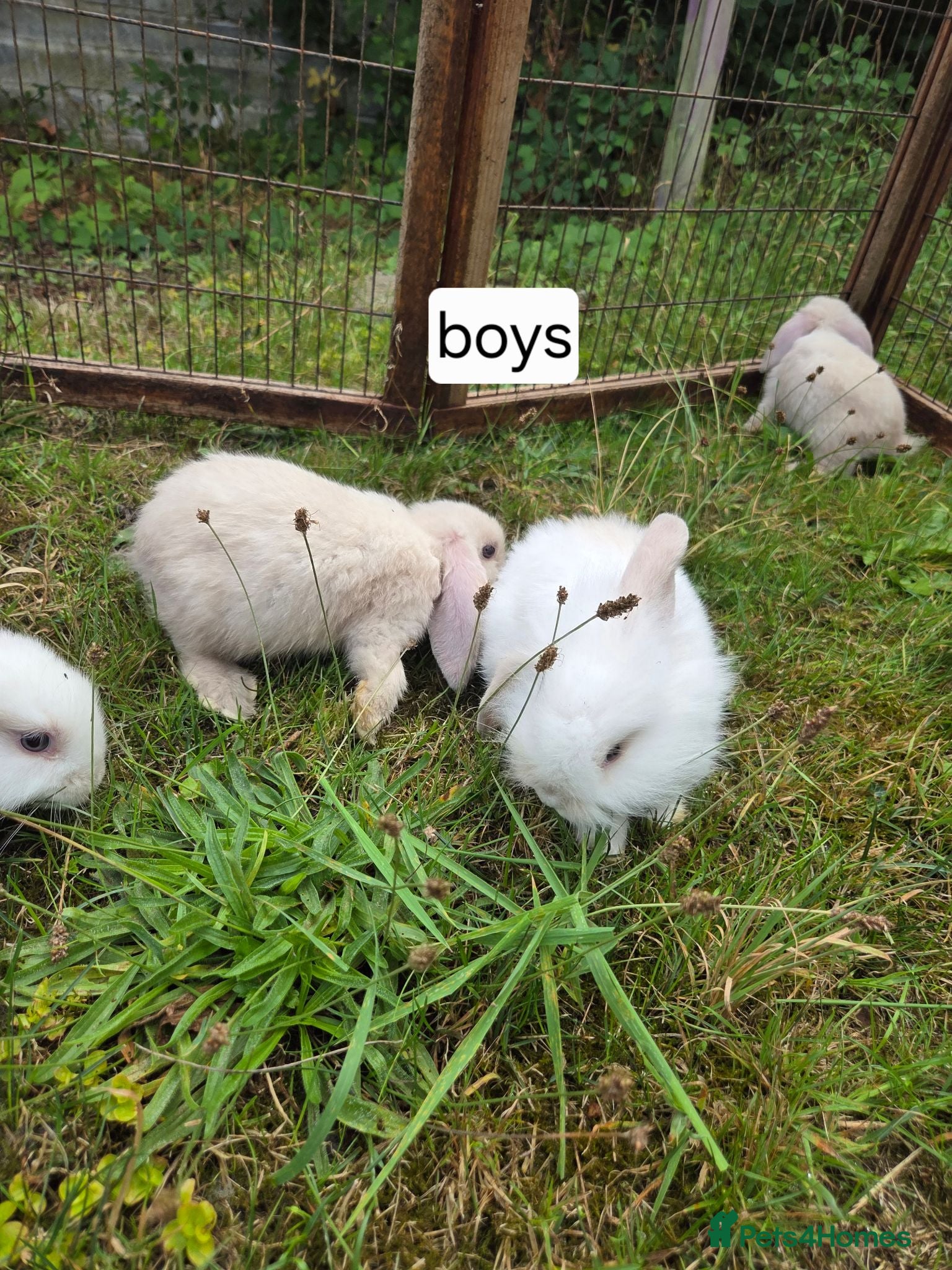 Mini Lion Lop rabbits Mini lion lops for sale  - Advert 1