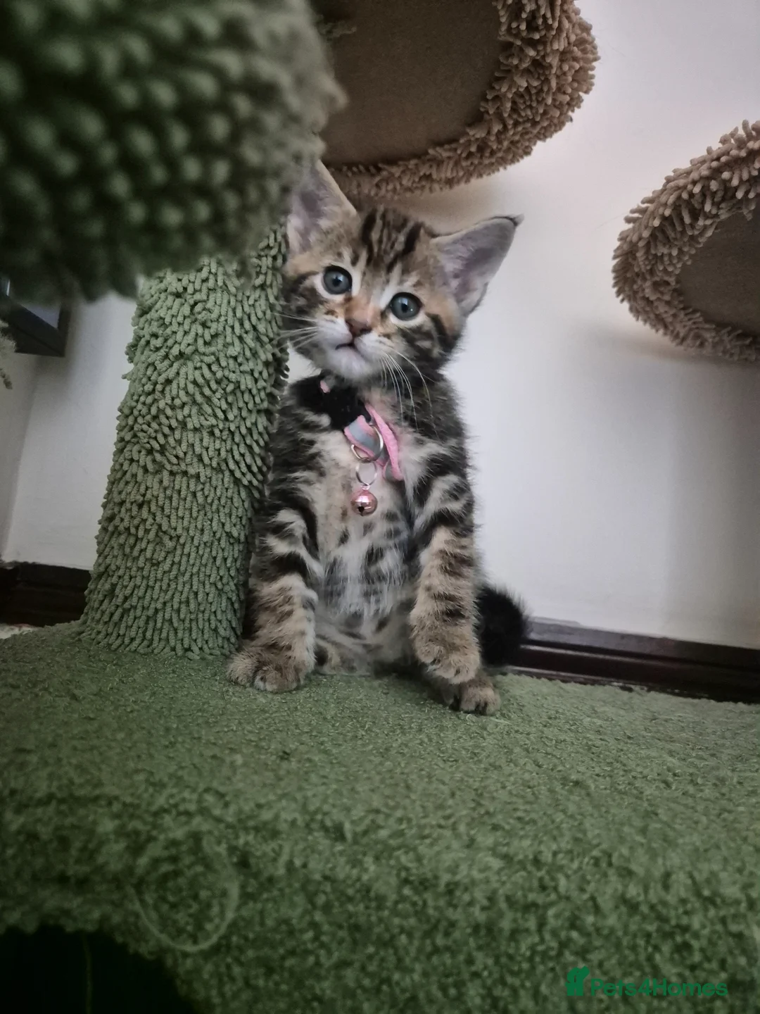 Maine Coon cats for sale: Beautiful Maine Coon X Ginger Kittens Sale - Advert 20