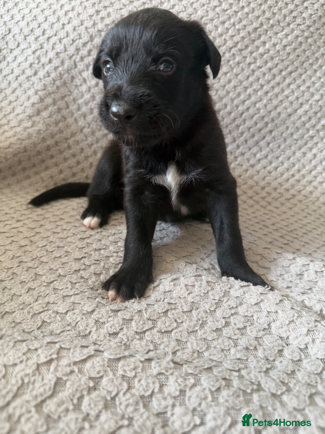 Mixed Breed dogs for sale: Collie Wheaton greyhound  in Chesterfield - Advert 2