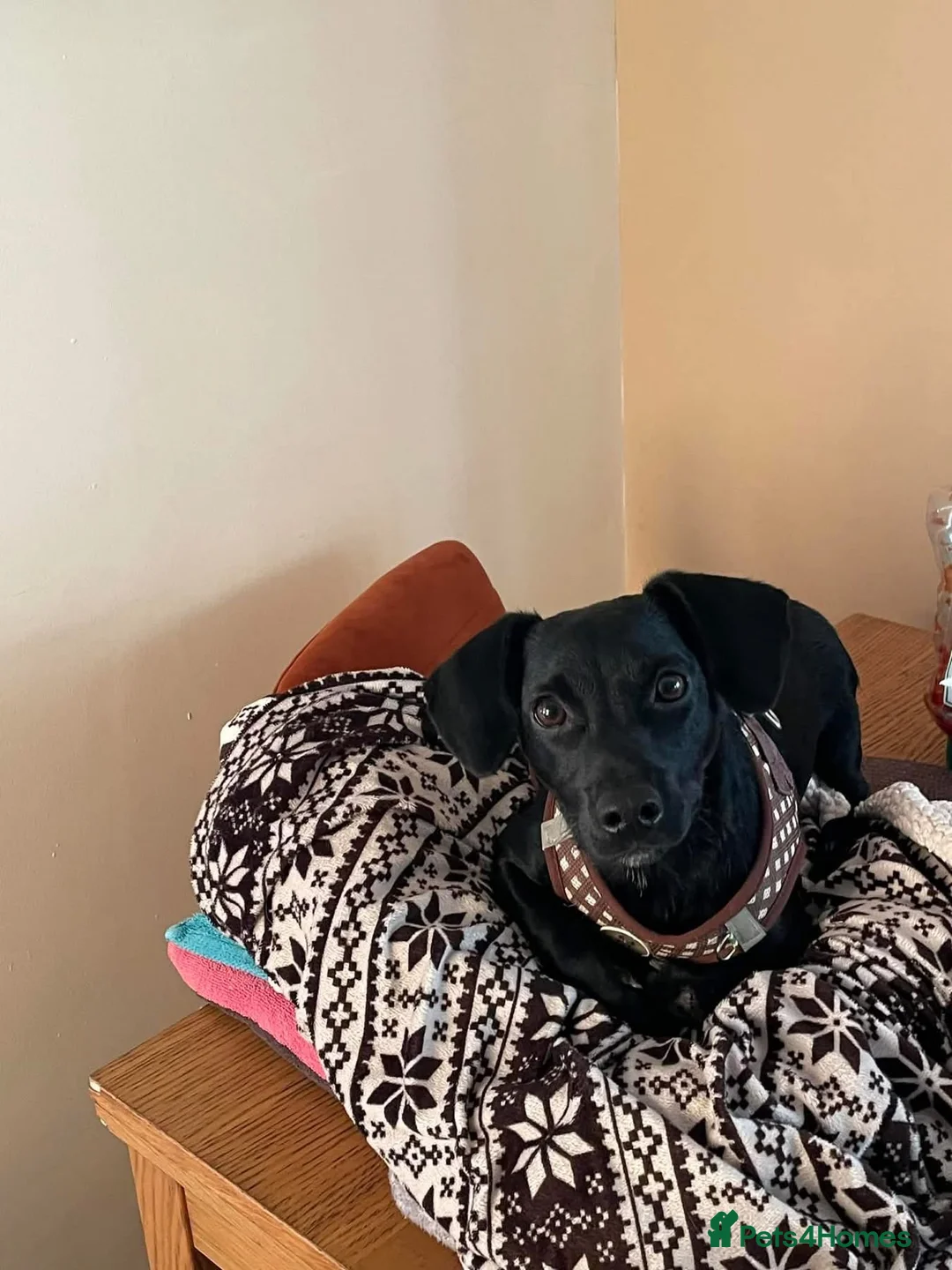 Mixed Breed dogs for adoption: Loki - Hingham Norfolk  - Advert 4